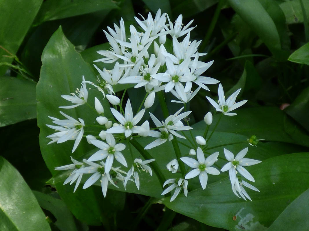 Allium ursinum